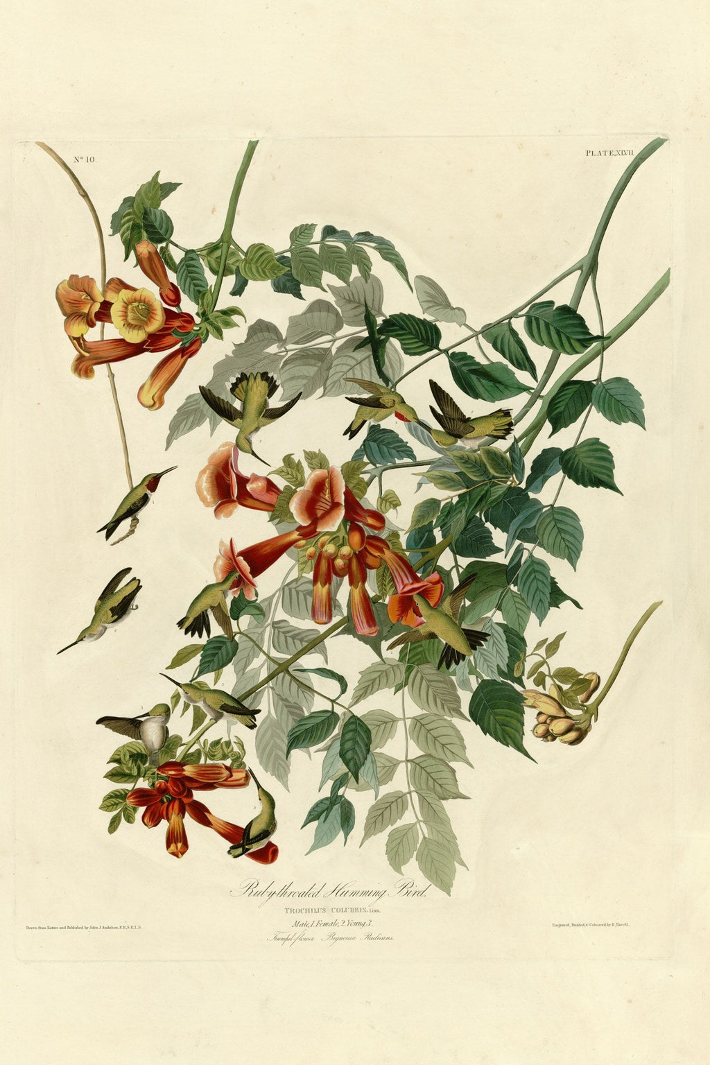 Ruby-throated Hummingbird (Archilochus colubris) hand-colored 1830s plate – full artwork