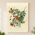Ruby-throated Hummingbird vintage field plate wall art print