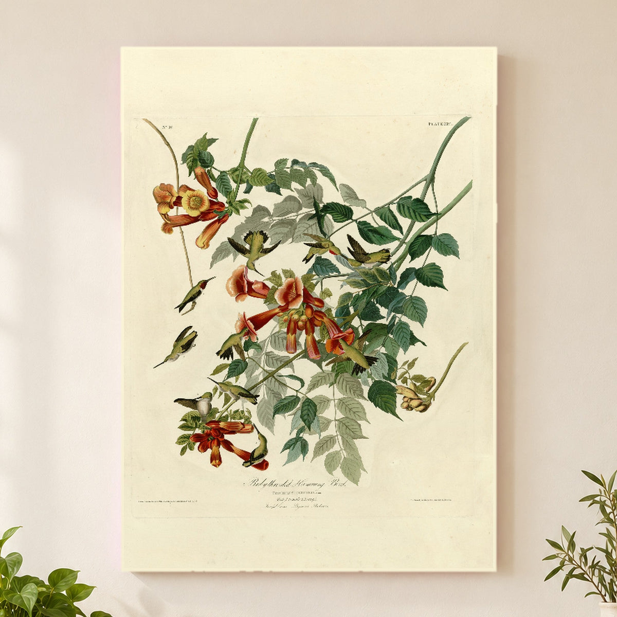Ruby-throated Hummingbird vintage field plate wall art print