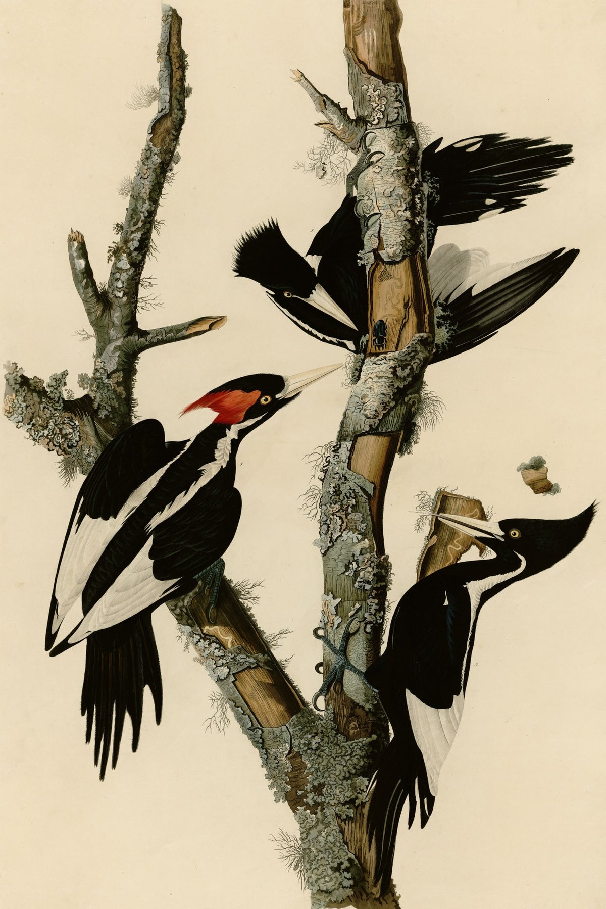 Ivory-billed Woodpecker (Campephilus principalis) hand-colored 1830s plate – full artwork