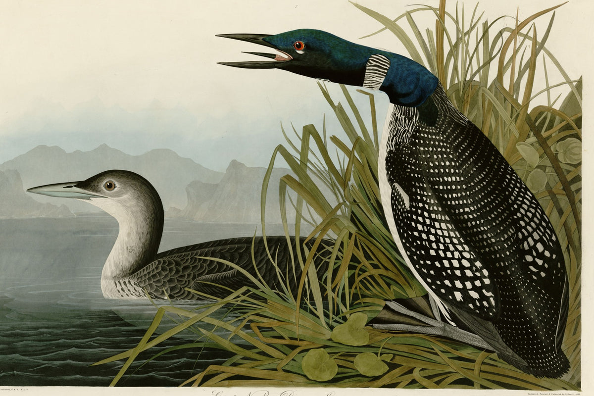Common Loon (Gavia immer) hand-colored 1830s plate – full artwork