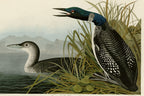 Common Loon (Gavia immer) hand-colored 1830s plate – full artwork