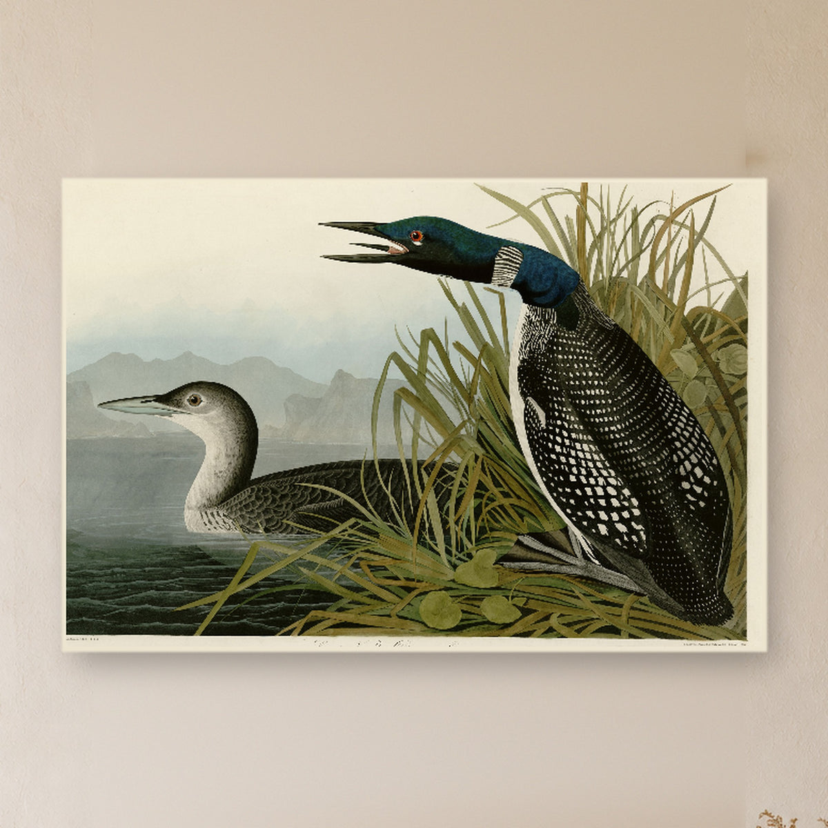Common Loon vintage field plate wall art print