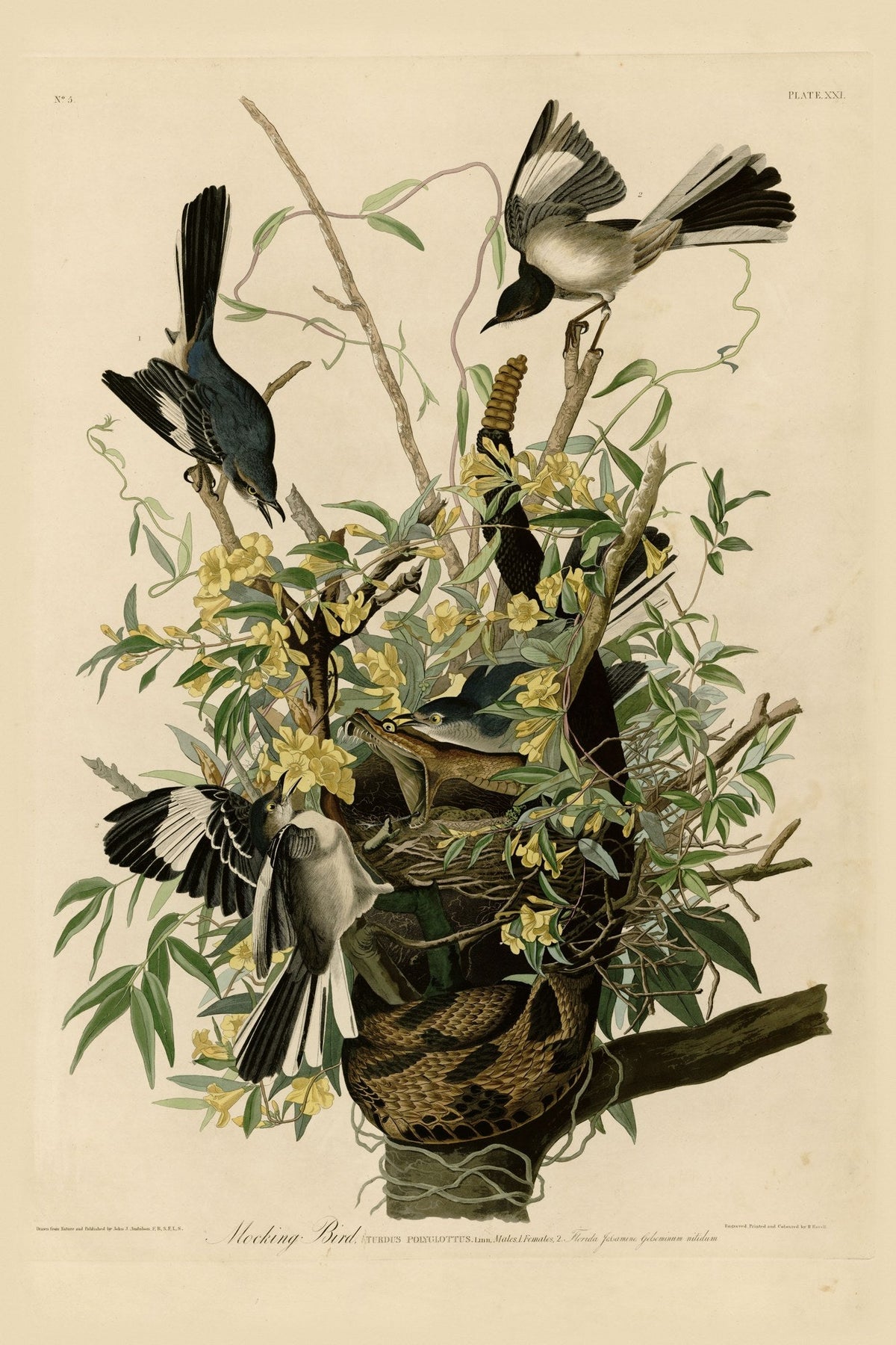 Northern Mockingbird (Mimus polyglottos) hand-colored 1830s plate – full artwork