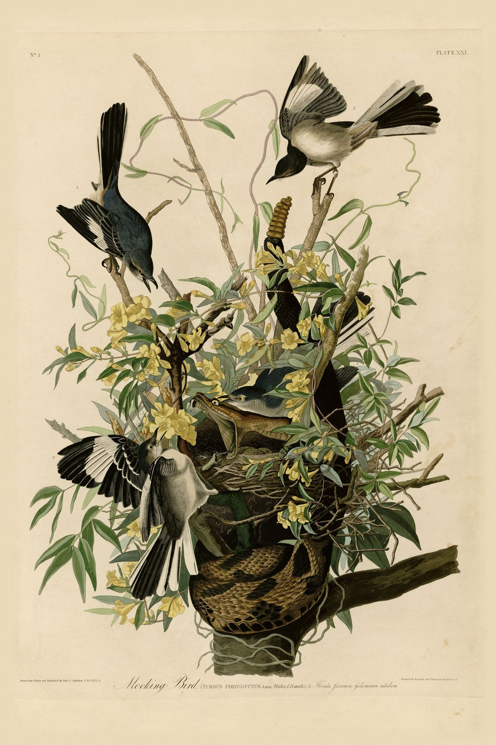 Northern Mockingbird (Mimus polyglottos) hand-colored 1830s plate – full artwork