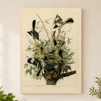 Northern Mockingbird vintage field plate wall art print