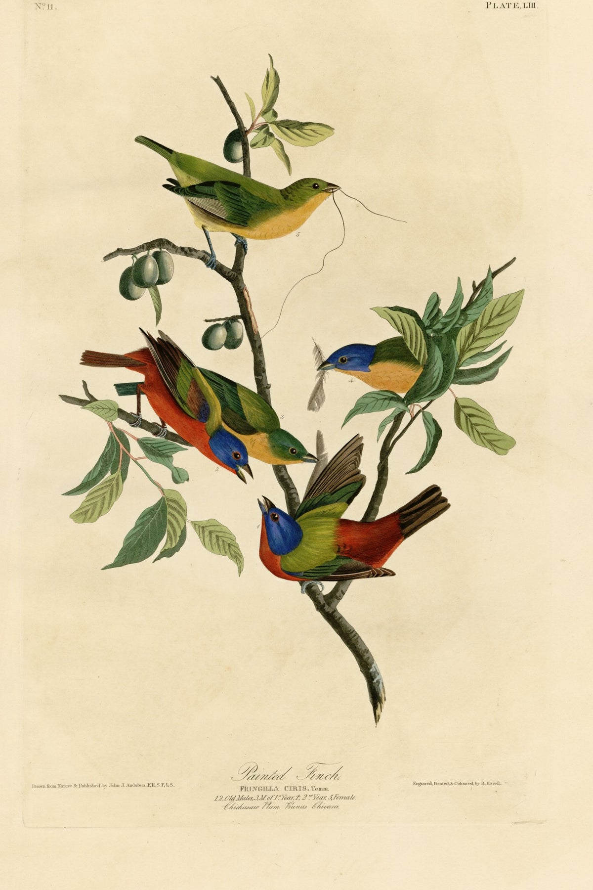 Painted Bunting (Passerina ciris) hand-colored 1830s plate – full artwork