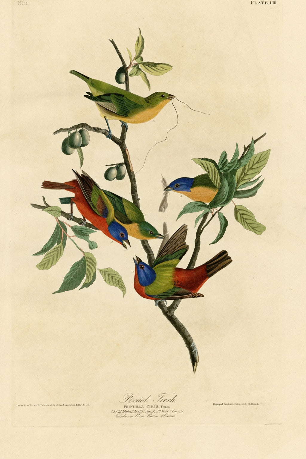 Painted Bunting (Passerina ciris) hand-colored 1830s plate – full artwork