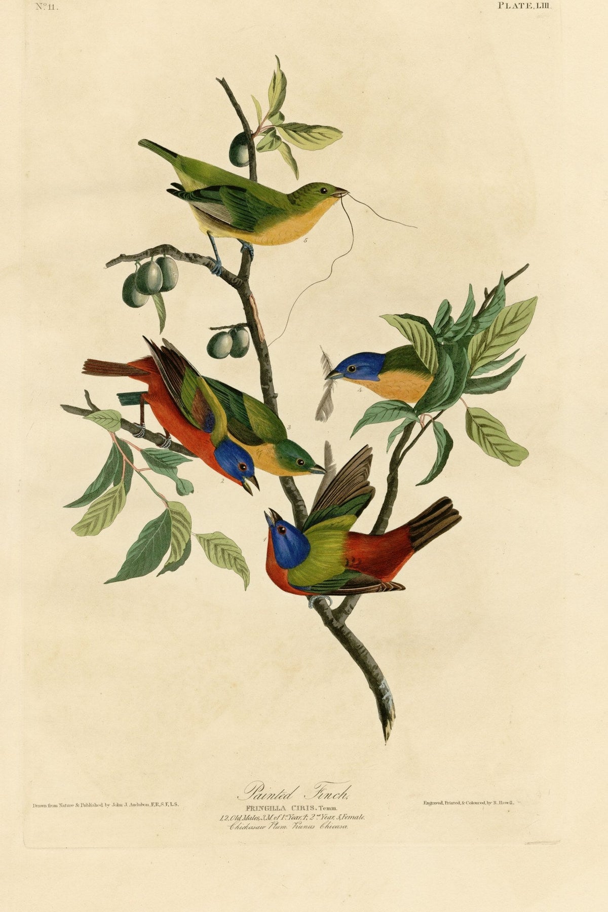 Painted Bunting (Passerina ciris) hand-colored 1830s plate – full artwork