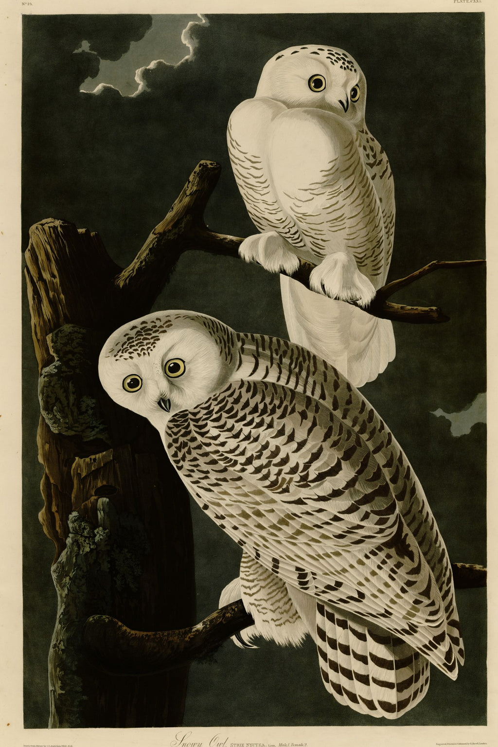Snowy Owl (Bubo scandiacus) hand-colored 1830s plate – full artwork