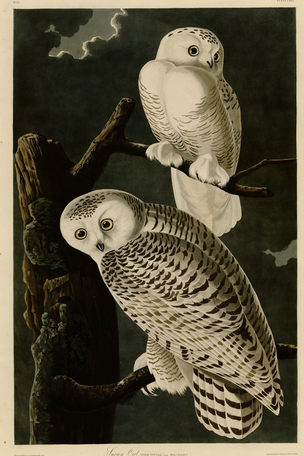 Snowy Owl (Bubo scandiacus) hand-colored 1830s plate – full artwork