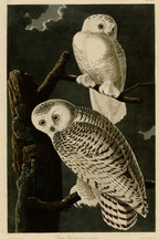 Snowy Owl (Bubo scandiacus) hand-colored 1830s plate – full artwork