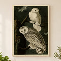 Snowy Owl vintage field plate wall art print