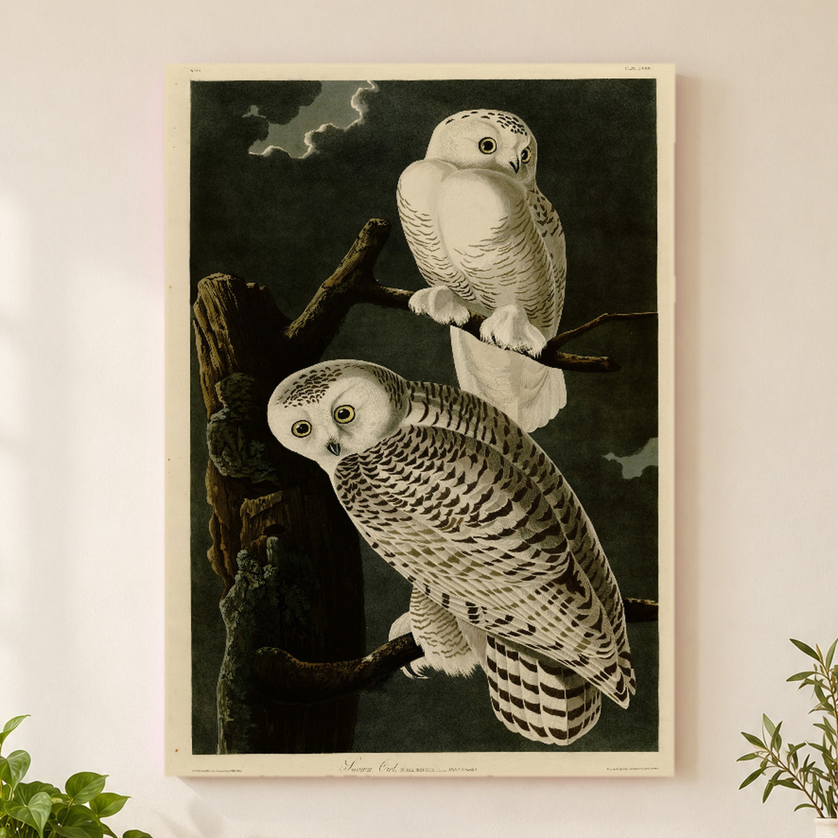 Snowy Owl vintage field plate wall art print