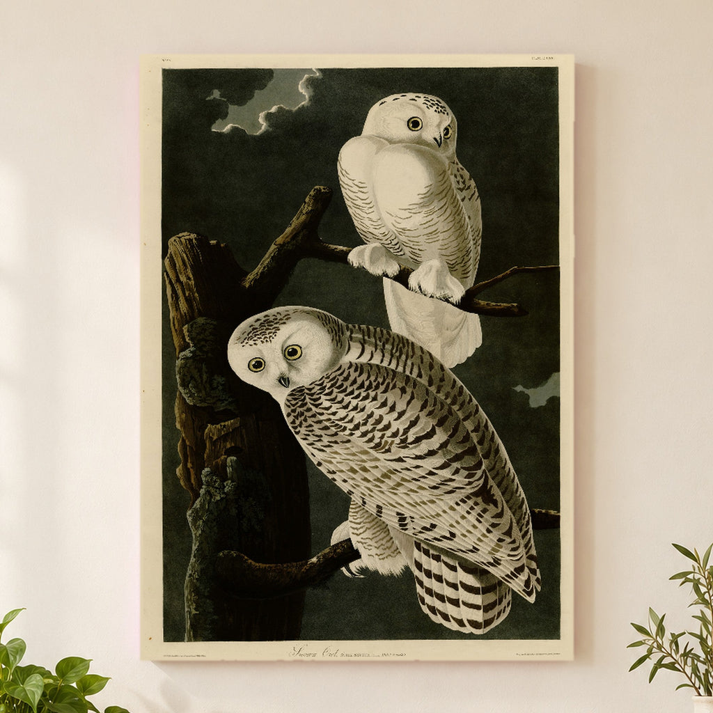 Snowy Owl vintage field plate wall art print