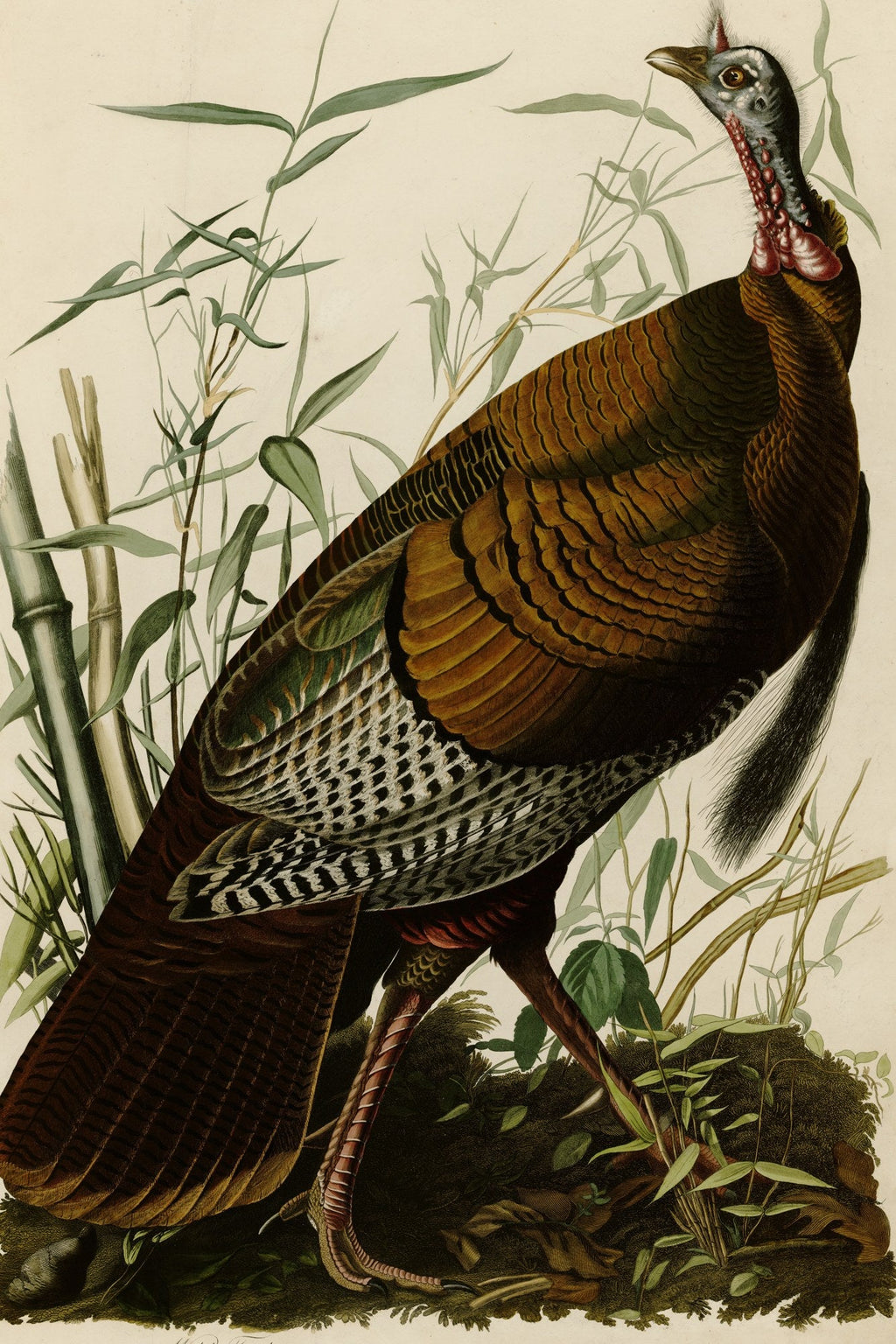 Wild Turkey (Meleagris gallopavo) hand-colored 1830s plate – full artwork