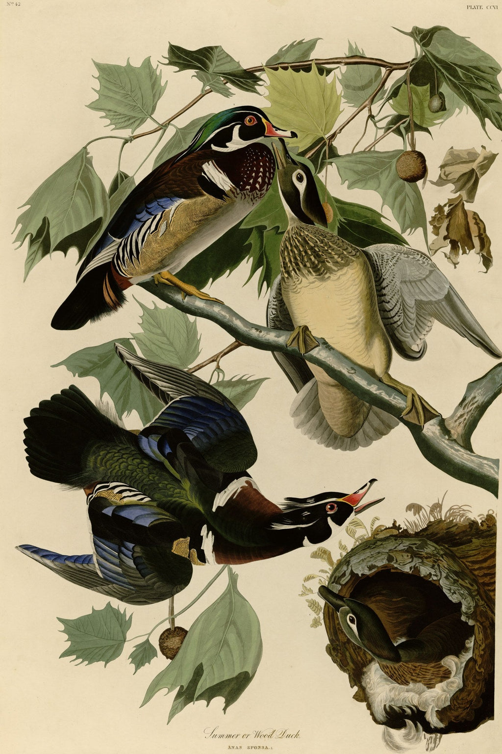 Wood Duck (Aix sponsa) hand-colored 1830s plate – full artwork