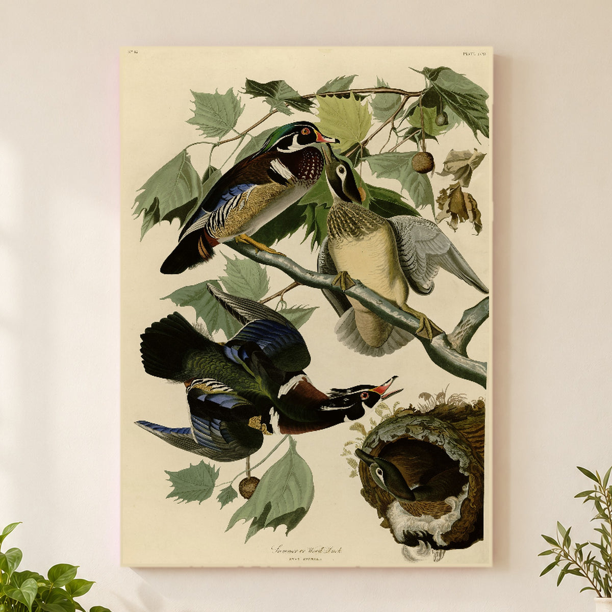 Wood Duck vintage field plate wall art print