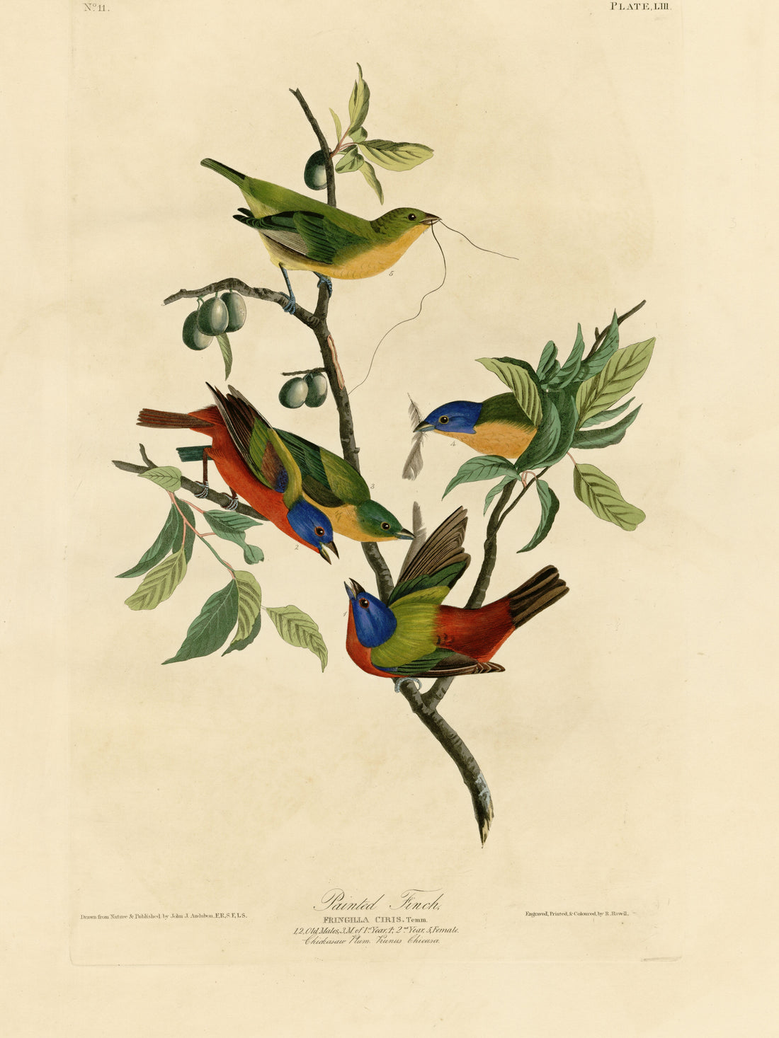 painted-bunting 3x4